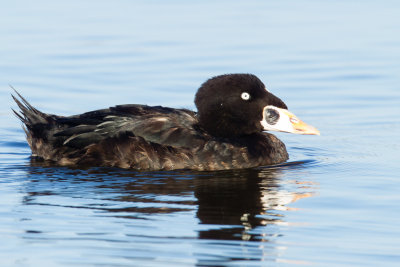 Surf Scoter