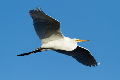 Great Egret