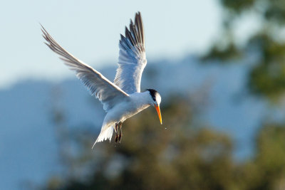 Elegant Tern