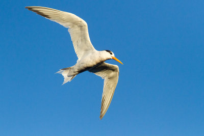 Elegant Tern