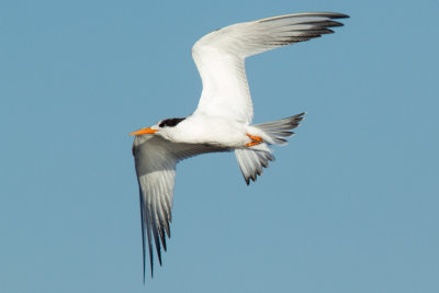 Elegant Tern