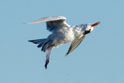 Elegant Tern shaking