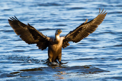 Double-crested Cormorant