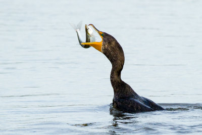 Double-crested Cormorant flipping fish