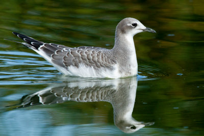 Sabine's Gull