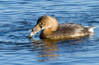 Pied-billed Grebe with fish