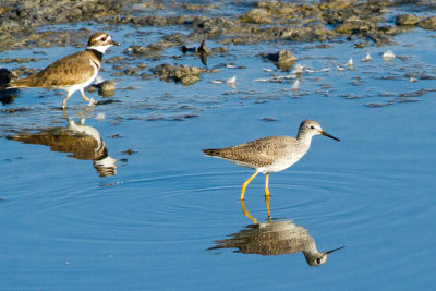 Lesser Yellowlegs near Killdeer