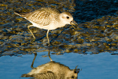 Black-bellied Plover with clam