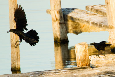 Great-tailed Grackles