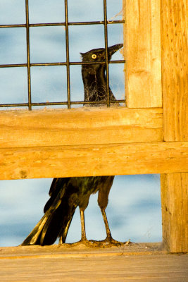 Great-tailed Grackle