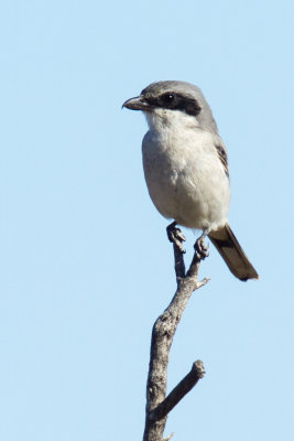 Loggerhead Shrike