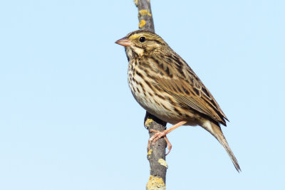 Savannah Sparrow