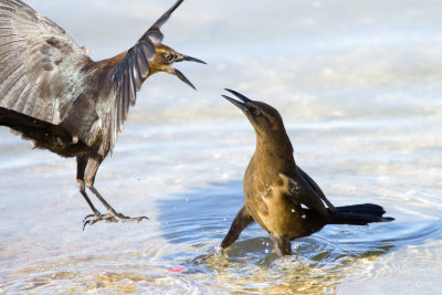 Great-tailed Grackles fighting