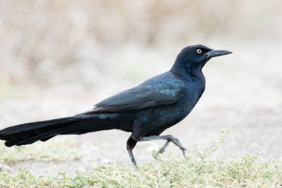 Great-tailed Grackle