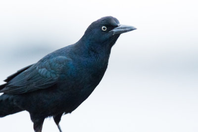 Great-tailed Grackle