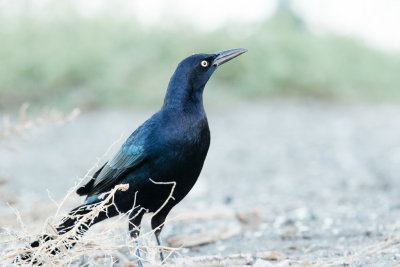 Great-tailed Grackle