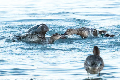 Duck fight