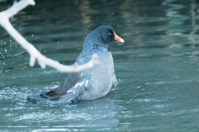 Common Gallinule bathing