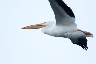 American White Pelican