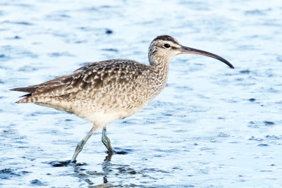 Whimbrel
