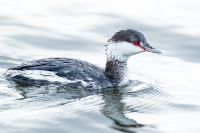 Horned Grebe