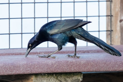 Great-tailed Grackle