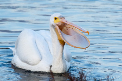 American White Pelican