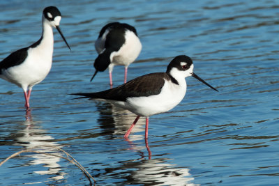 Black-necked Stilt