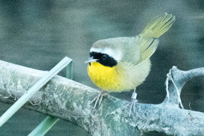 Common Yellowthroat