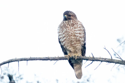 Red-shouldered Hawk, Juvenile