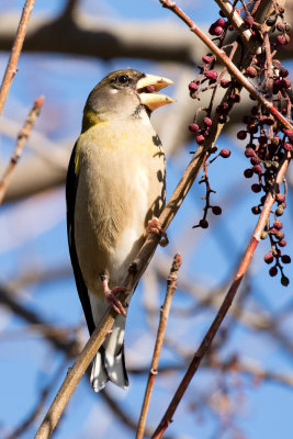 Evening Grosbeak