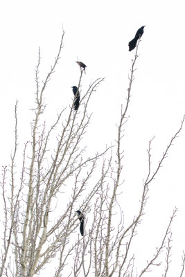 4 Great-tailed Grackles