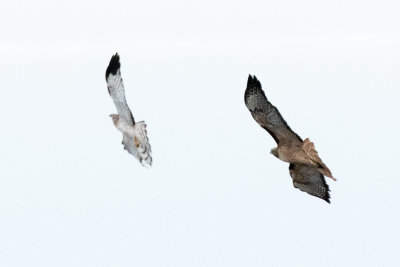 Red-tailed Hawk chasing Northern Harrier