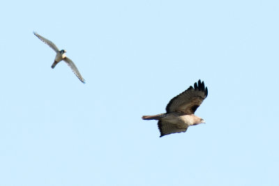 Kestrel chasing Red-tailed Hawk