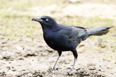 Great-tailed Grackle