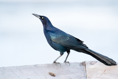 Great-tailed Grackle