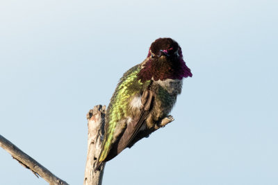 Annas Hummingbird