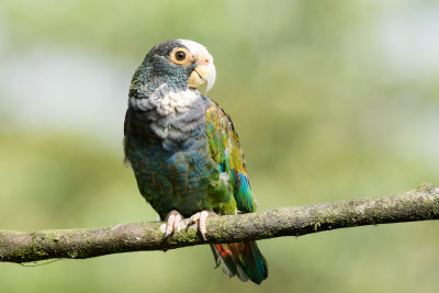 White-crowned Parrot (captive)