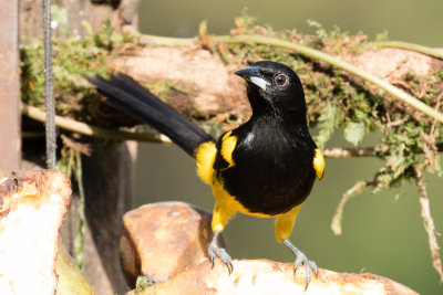 Cowled Oriole
