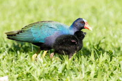 Purple Gallinule with chick