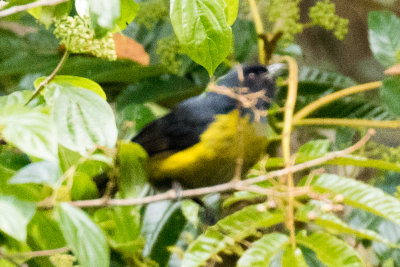 Black-and-Yellow Silky-Flycatcher