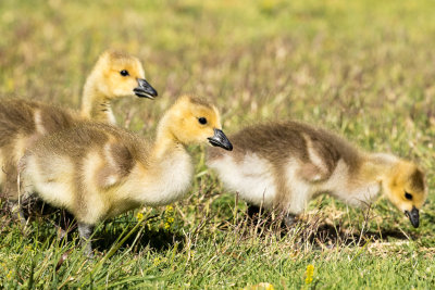 Canada Goose goslings