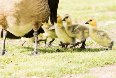 Canada Goose goslings