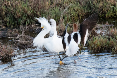 Avocet attacking Snowy Egret