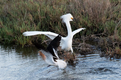 Avocet attacking Snowy Egret