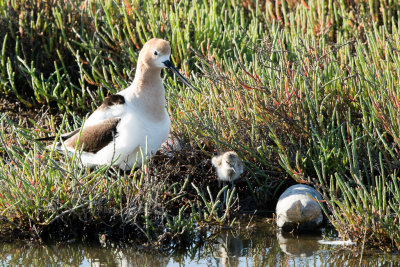 Avocet with chick