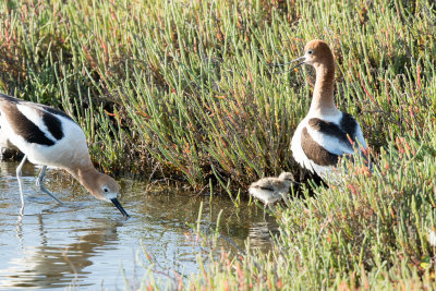 Avocets with chick