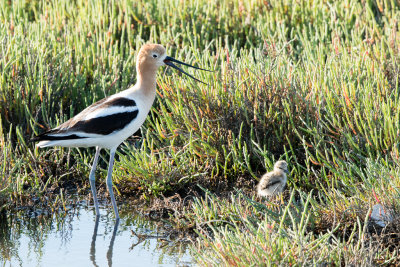 Avocet with chick