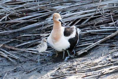 Avocet with 3 chicks