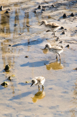 3 American Avocet chicks